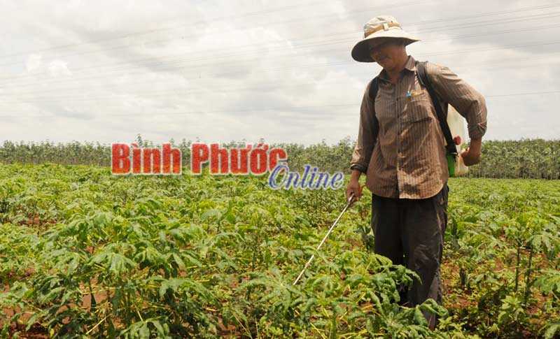 Hớn Quản: 433 ha mì bị bệnh khảm lá Hớn Quản: 433 ha mì bị bệnh khảm lá