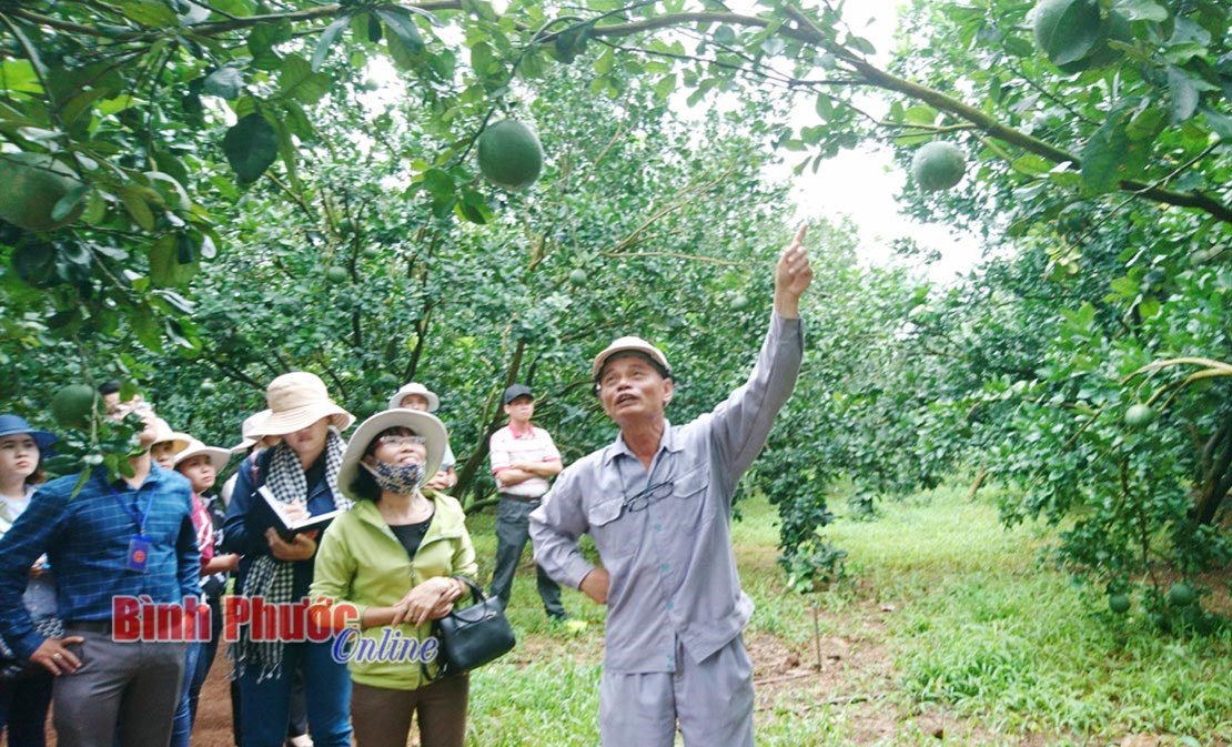 Đồng Nai khai thác thế mạnh cây trồng Đồng Nai khai thác thế mạnh cây trồng
