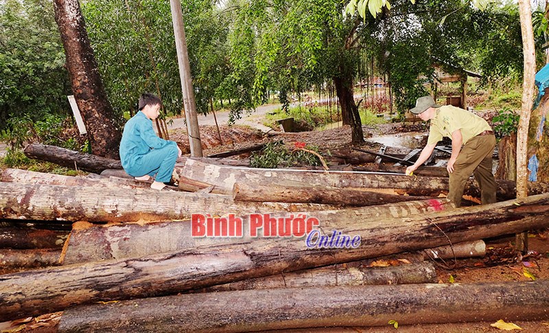 Bảo vệ gắn với phát triển rừng Bảo vệ gắn với phát triển rừng