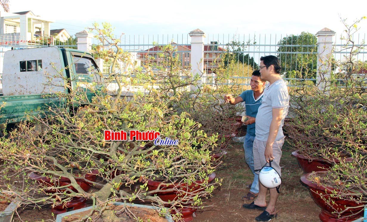 Sắc màu Nam Bộ trong ngày tết Sắc màu Nam Bộ trong ngày tết