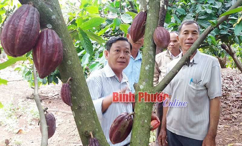 Lợi kép từ ca cao xen điều Lợi kép từ ca cao xen điều