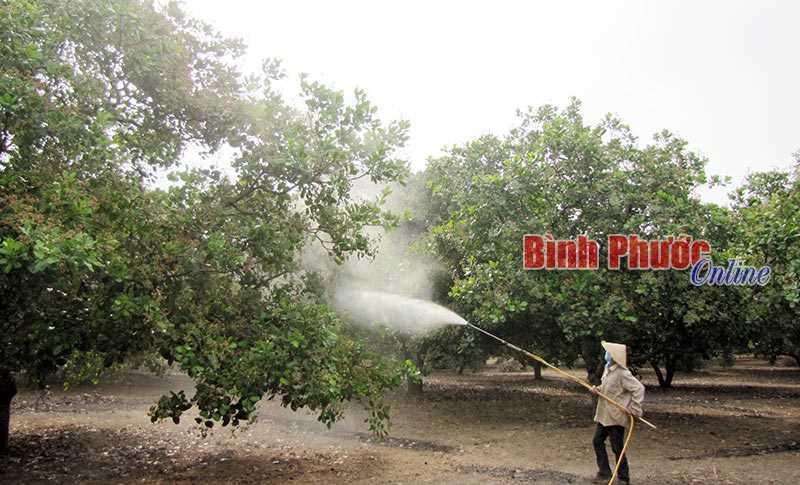 BÙ ĐĂNG: 67% diện tích điều bị nhiễm bệnh BÙ ĐĂNG: 67% diện tích điều bị nhiễm bệnh