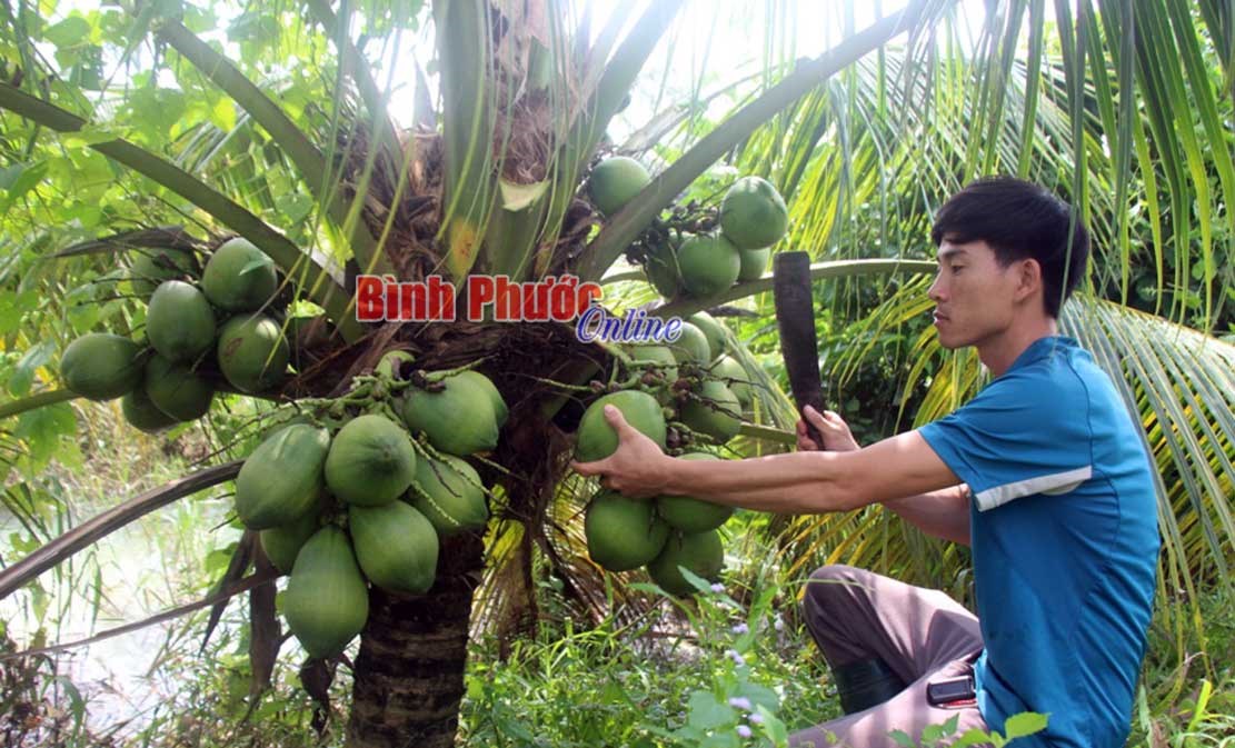 Làm giàu từ trồng cây ăn trái kết hợp chăn nuôi Làm giàu từ trồng cây ăn trái kết hợp chăn nuôi