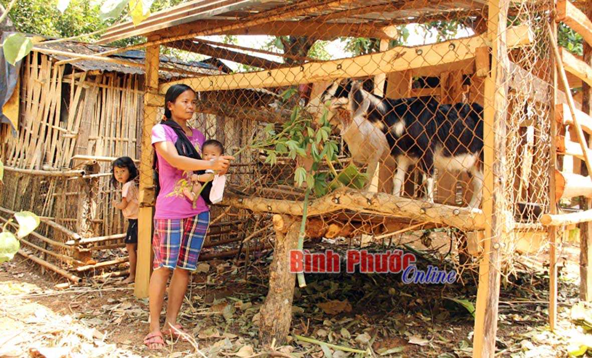 CLB thổ cẩm sóc Bom Bo được hỗ trợ dê sinh sản