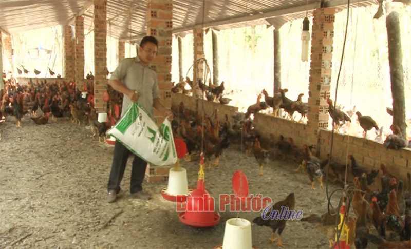 Lợi ích từ tổ hợp tác chăn nuôi Lợi ích từ tổ hợp tác chăn nuôi