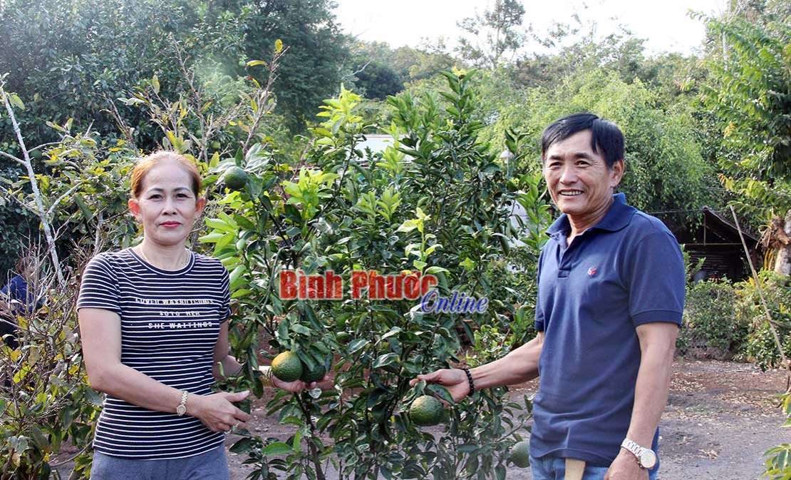 Nhà nông “mát tay” với vườn cây ăn trái Nhà nông “mát tay” với vườn cây ăn trái