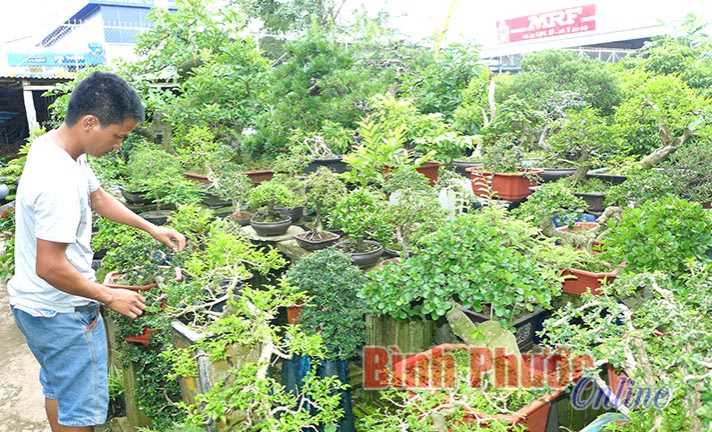 Làm giàu từ thú chơi cây cảnh Làm giàu từ thú chơi cây cảnh