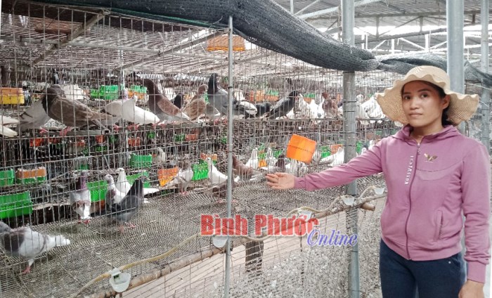 Làm giàu từ nuôi chim bồ câu Làm giàu từ nuôi chim bồ câu