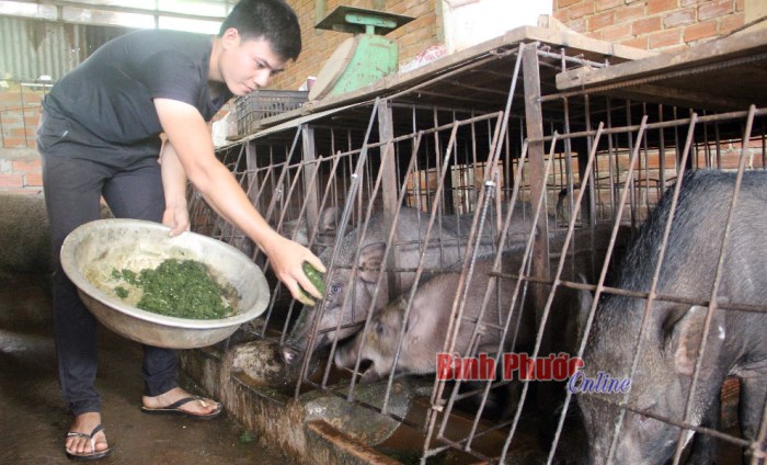 Thị trường heo rừng lai "hút hàng" Thị trường heo rừng lai "hút hàng"