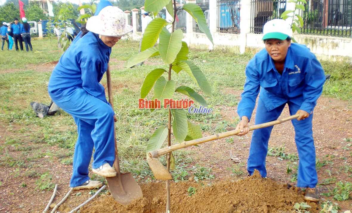 Đồng Xoài tăng cường quản lý, chăm sóc cây xanh đô thị