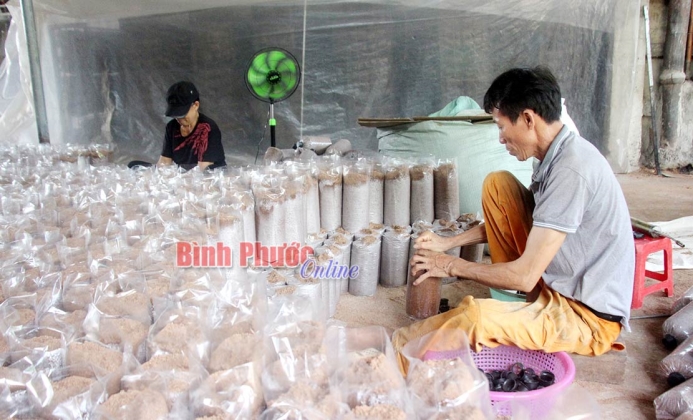 Phát triển kinh tế từ nấm bào ngư xám