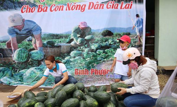 “Giải cứu” 47 tấn dưa hấu cho nông dân “Giải cứu” 47 tấn dưa hấu cho nông dân