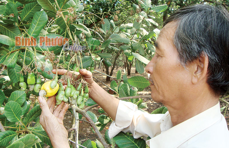 Hội Nông dân xã Thuận Phú còn 4 hội viên nghèo là người DTTS Hội Nông dân xã Thuận Phú còn 4 hội viên nghèo là người DTTS