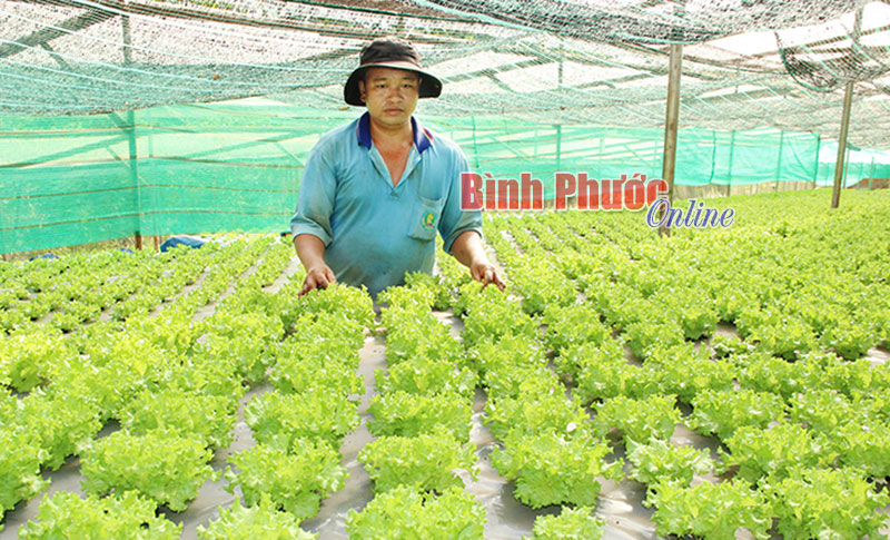 Rau thủy canh sẵn sàng phục vụ người tiêu dùng trong tỉnh