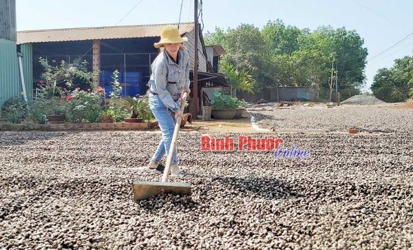 Ngành điều Bình Phước trong “cơn bão” Covid-19 Ngành điều Bình Phước trong “cơn bão” Covid-19