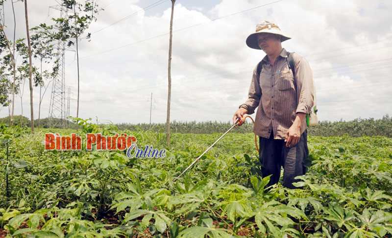 Mì bị bệnh khảm lá trên diện rộng ở Phước An Mì bị bệnh khảm lá trên diện rộng ở Phước An