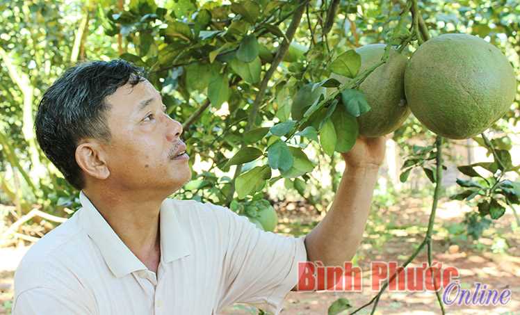 Nhà vườn tất bật thu bưởi bán tết Nhà vườn tất bật thu bưởi bán tết