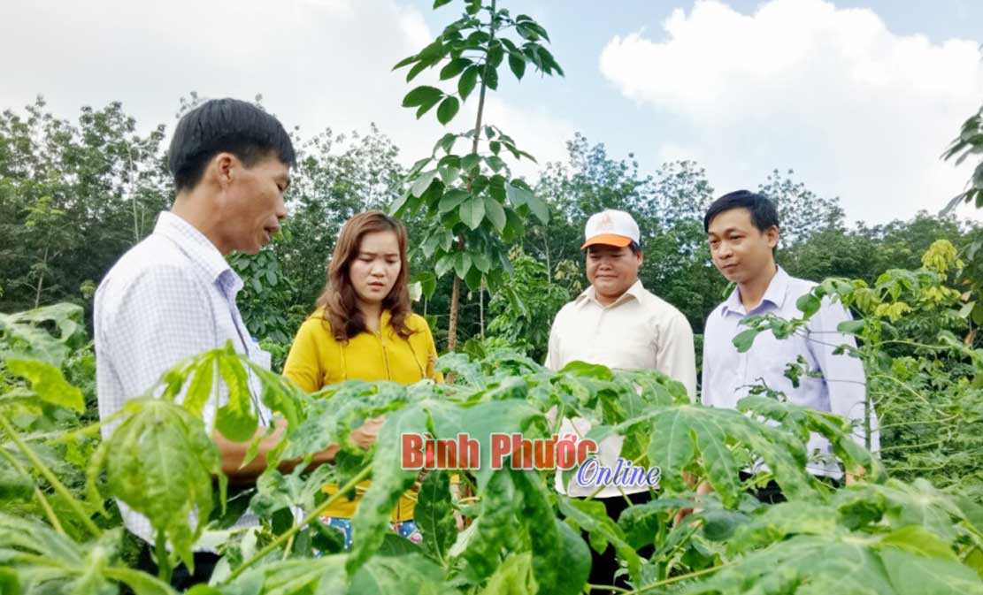 Gần 300 ha cây mì bị nhiễm bệnh khảm lá Gần 300 ha cây mì bị nhiễm bệnh khảm lá
