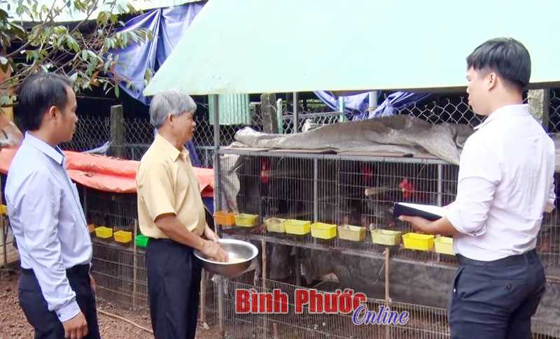 Thu nhập cao từ nuôi gà Đông Tảo Thu nhập cao từ nuôi gà Đông Tảo