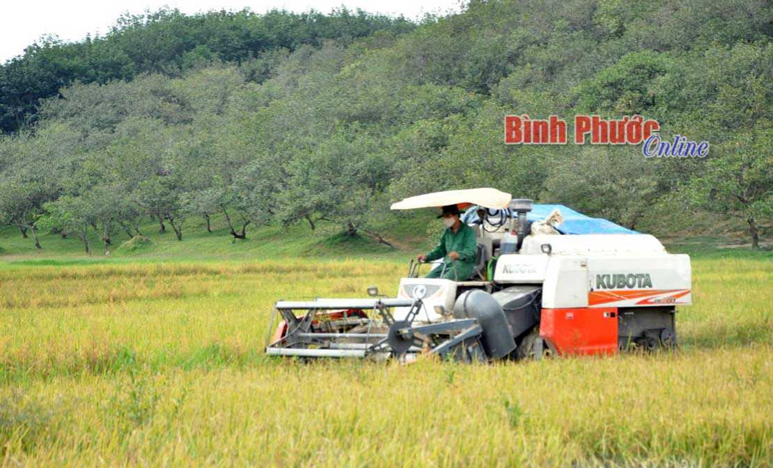 Ngập cục bộ gây thiệt hại 40 ha lúa ở Đăng Hà Ngập cục bộ gây thiệt hại 40 ha lúa ở Đăng Hà