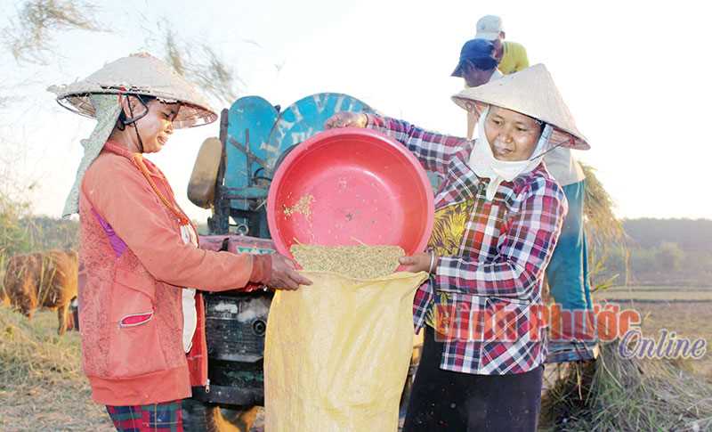 Đồng bào Bù Dinh mùa thu hoạch