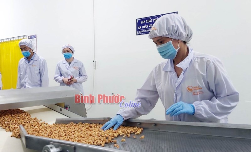 Cần tháo “nút thắt” trong đăng ký chỉ dẫn địa lý cho ngành điều Bình Phước