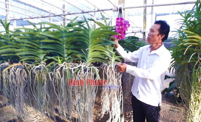 Cơ hội phát triển kinh tế từ giống lan mokara Cơ hội phát triển kinh tế từ giống lan mokara