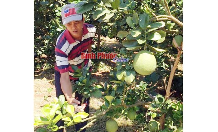 Nông dân Bù Đốp chuyển đổi cây trồng