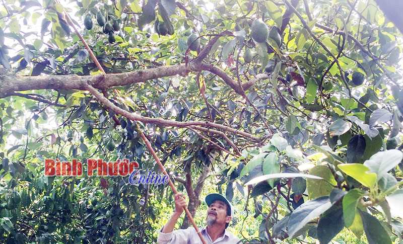 Một vốn bốn lời từ trồng xen bơ sáp trái vụ Một vốn bốn lời từ trồng xen bơ sáp trái vụ