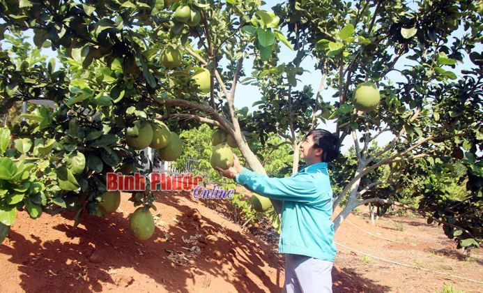 VAC khép kín: 1,5 ha đất - lời hơn 500 triệu đồng/năm