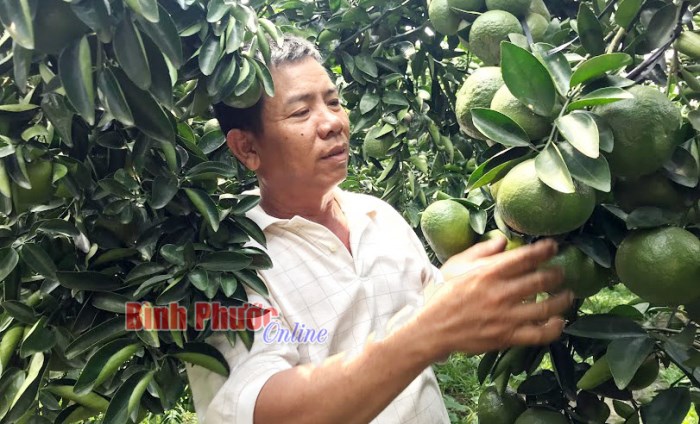 Phân vùng định hướng phát triển cây ăn trái