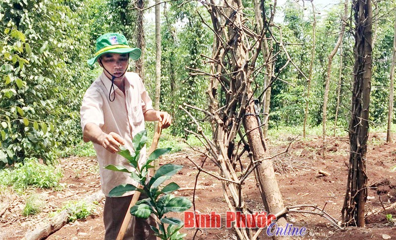 Nhiều hệ lụy vì tiêu chết hàng loạt Nhiều hệ lụy vì tiêu chết hàng loạt