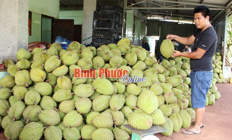 Thương hiệu cho trái cây - tại sao không? Thương hiệu cho trái cây - tại sao không?