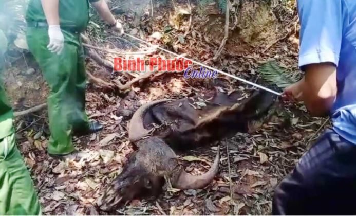 Khó khăn trong bảo vệ đàn bò tót Khó khăn trong bảo vệ đàn bò tót