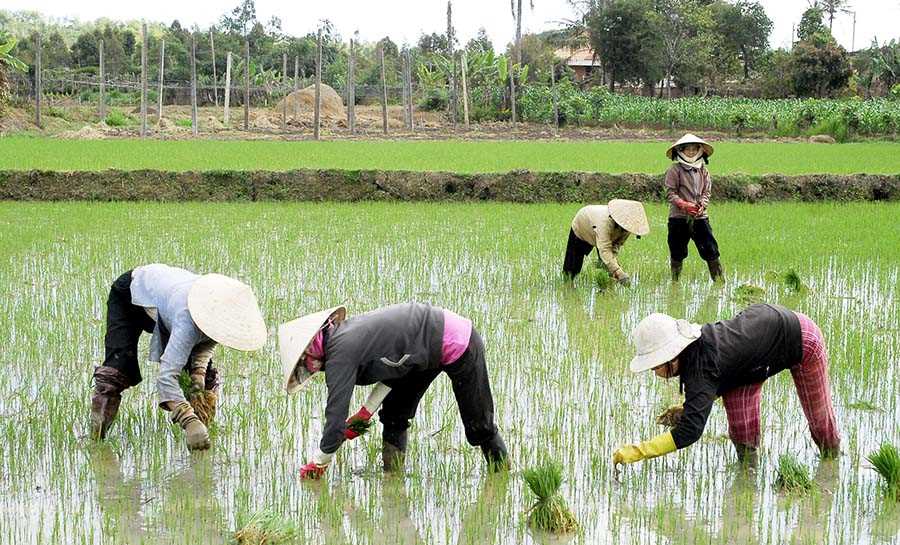 Toàn tỉnh gieo trồng vụ đông xuân 5.699 ha Toàn tỉnh gieo trồng vụ đông xuân 5.699 ha