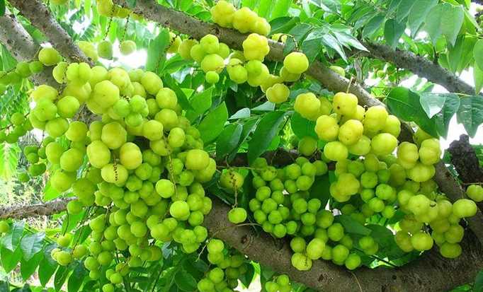 Vị tuổi thơ