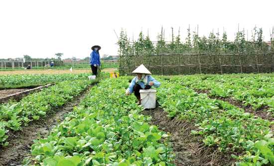 68 hợp tác xã nông, lâm nghiệp 68 hợp tác xã nông, lâm nghiệp