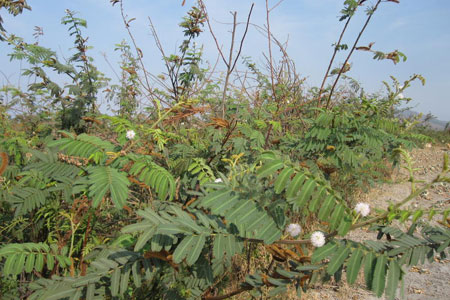 Mai dương - loài cây có hại cần loại bỏ
