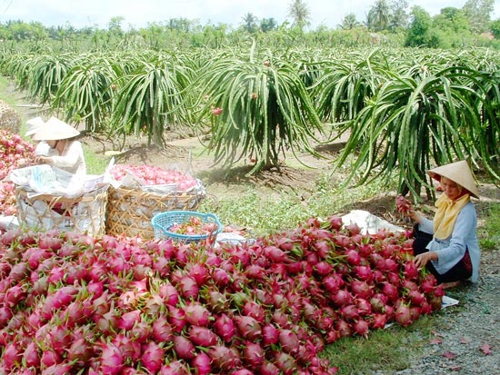 Trái cây Việt Nam vươn ra thế giới Trái cây Việt Nam vươn ra thế giới