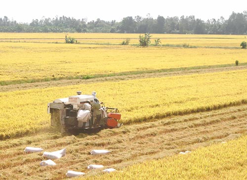 Tìm lối ra cho cánh đồng lớn Tìm lối ra cho cánh đồng lớn
