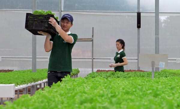 Hiệu quả mô hình sản xuất mới Hiệu quả mô hình sản xuất mới