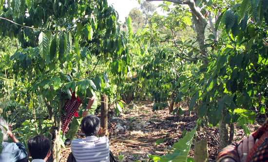 Lâm Đồng: Phát hiện thi thể nam thanh niên trong vườn cà phê