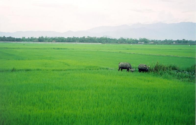 Năm 2017, huyện Lộc Ninh sẽ có 77.235 ha đất nông nghiệp Năm 2017, huyện Lộc Ninh sẽ có 77.235 ha đất nông nghiệp