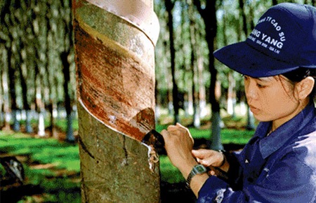 Chức năng và ngành, nghề kinh doanh của VRG Chức năng và ngành, nghề kinh doanh của VRG