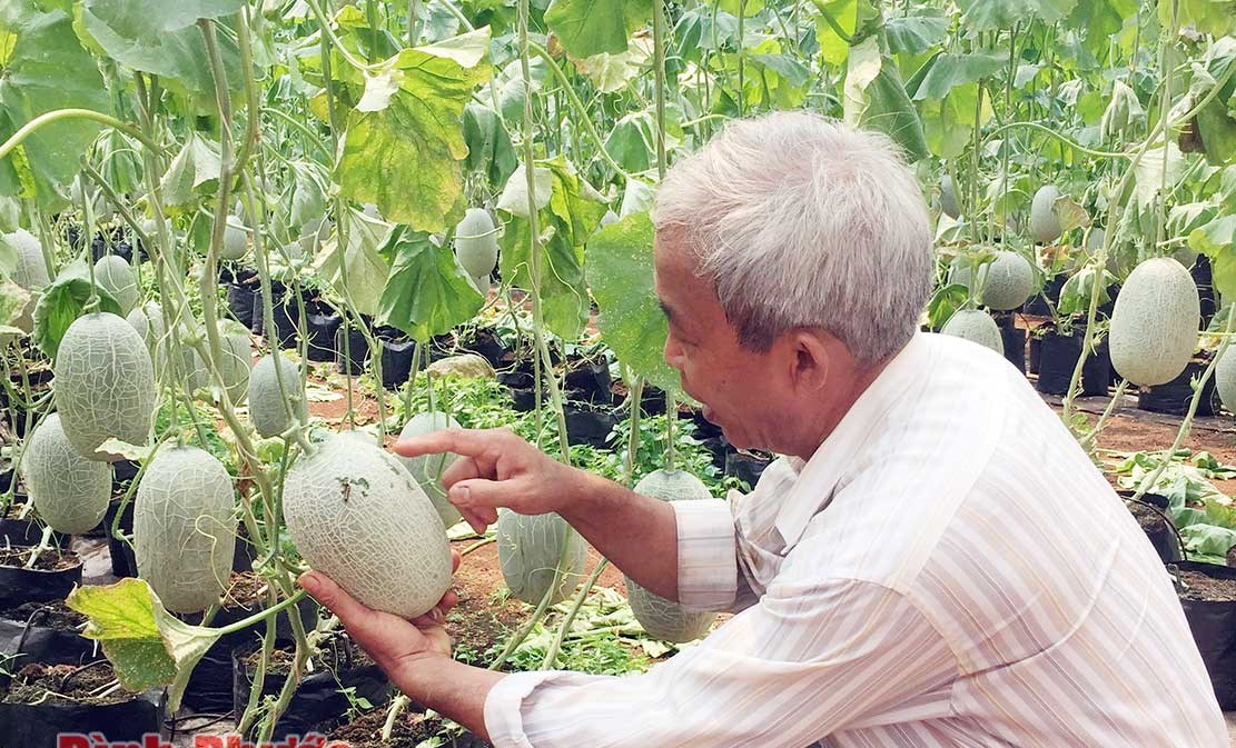 Thu lợi cao từ nông sản VietGAP Thu lợi cao từ nông sản VietGAP