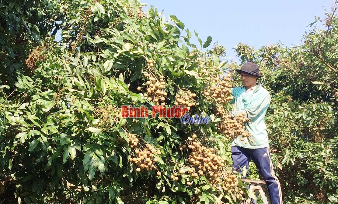 Thanh An vào mùa nhãn Thanh An vào mùa nhãn