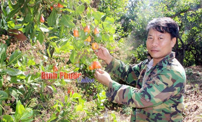 Vụ điều 2020: Được mùa nhưng chưa được giá Vụ điều 2020: Được mùa nhưng chưa được giá