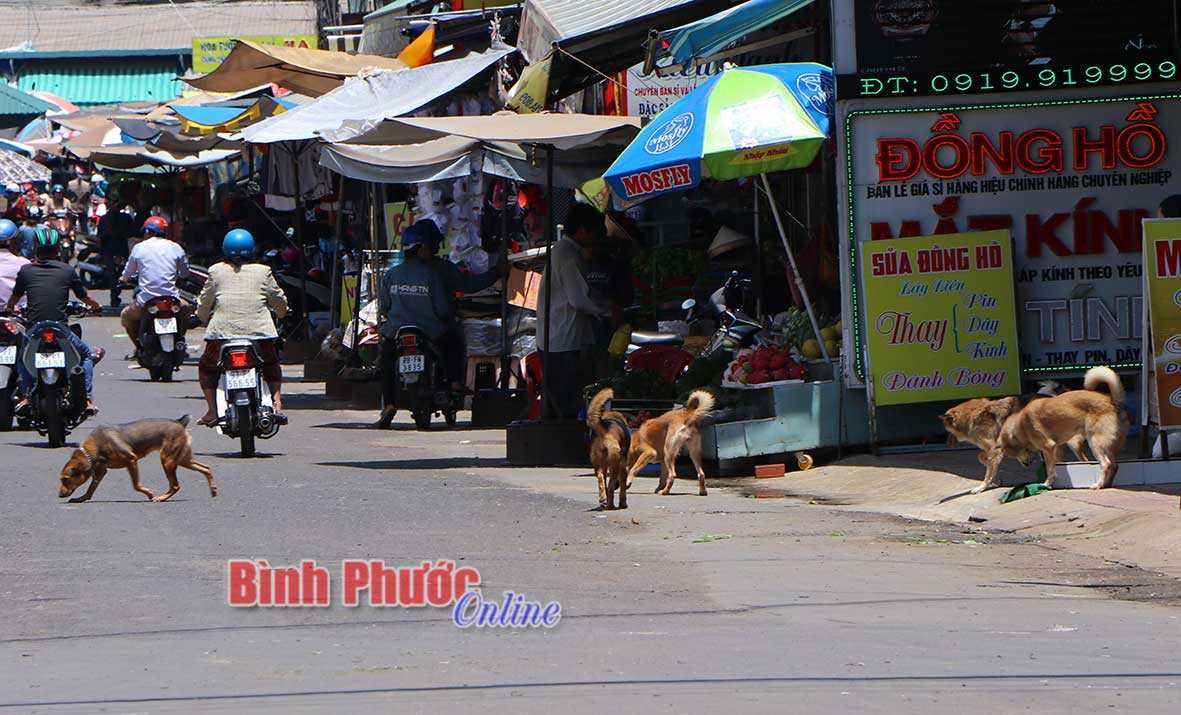 Có thể phải vào tù vì nuôi chó Có thể phải vào tù vì nuôi chó