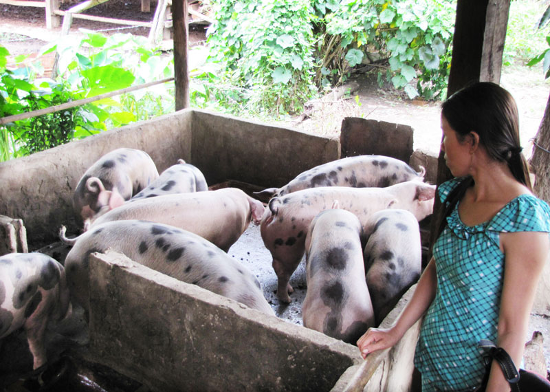 Triển khai văn bản về xử phạt liên quan đến chăn nuôi - thú y Triển khai văn bản về xử phạt liên quan đến chăn nuôi - thú y