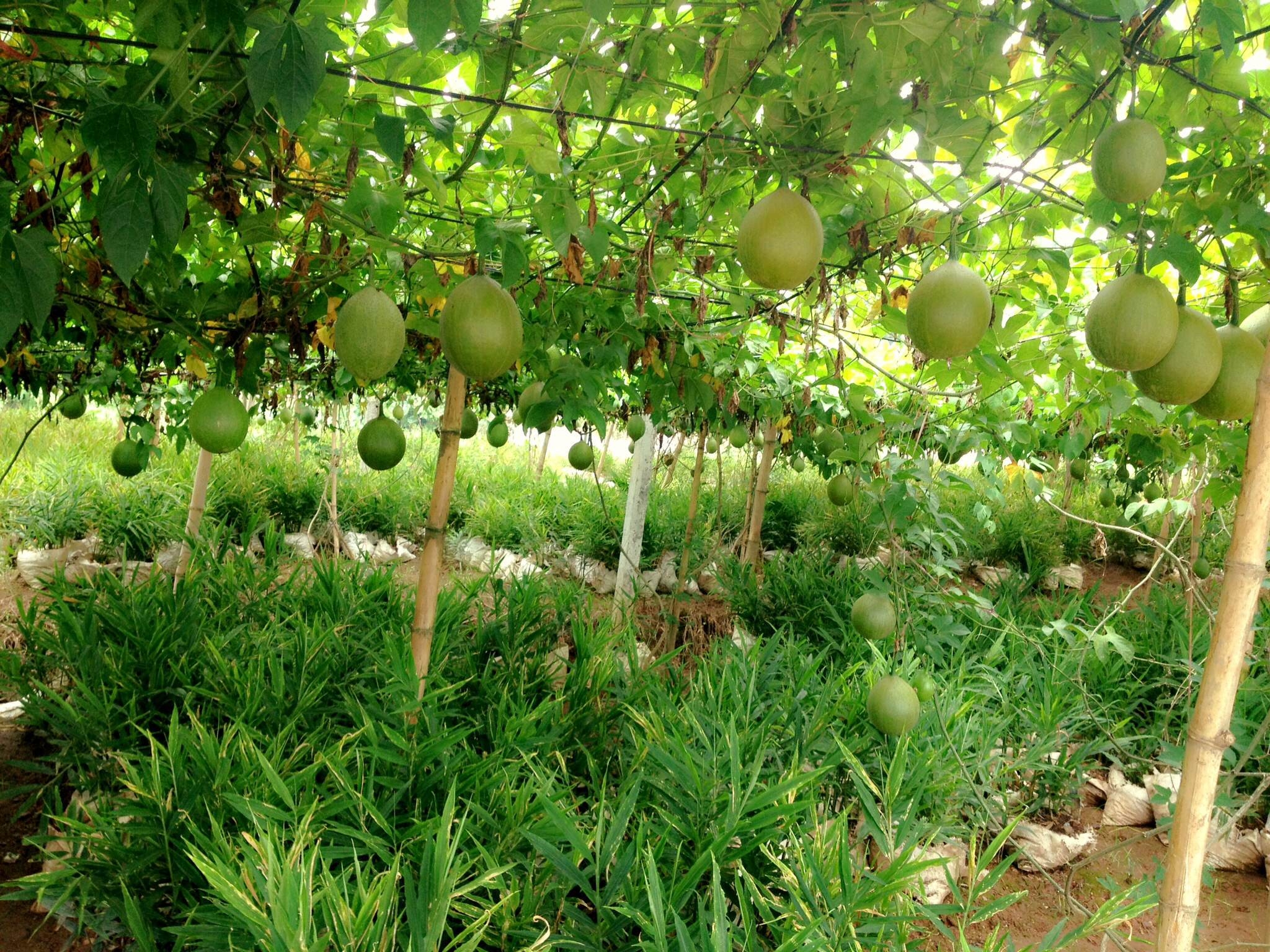 Toàn tỉnh có 24,85 ha gấc đã xuống giống